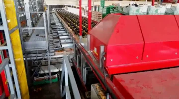 Aweta Rollerstar 6-35+1 optioneel mit 2 Palettierern und Kartonpuffer