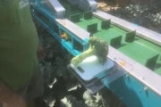 Deman harvesting trailer for cabbage and broccoli with harvesting belt 1380 cm