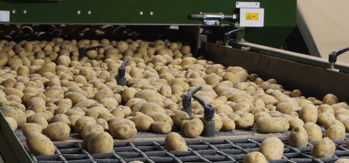 Second hand potato sorting machine